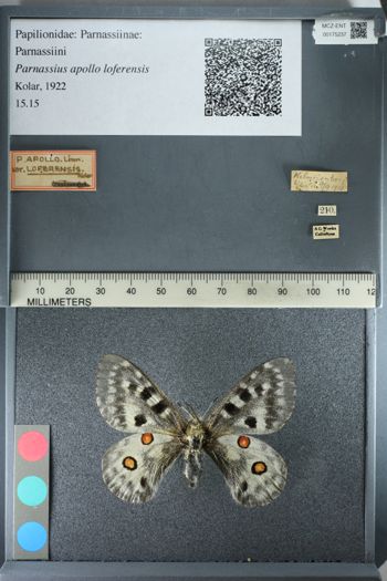 Media type: image;   Entomology 175237